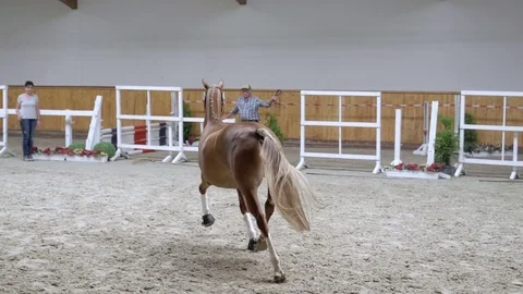 Horse galloping in slow motion 스톡 동영상 79005432