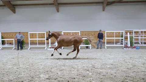 Horse galloping in slow motion Stock Footage 79005534