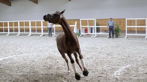 Horse galloping in slow motion 스톡 동영상 79005610