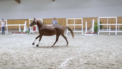 Horse galloping in slow motion 스톡 동영상 79005754