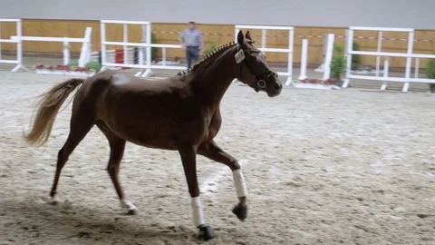 Horse galloping in slow motion 스톡 동영상 79005799