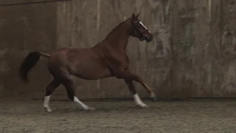 Horse Galloping in Slow Motion Stock Footage 236300173