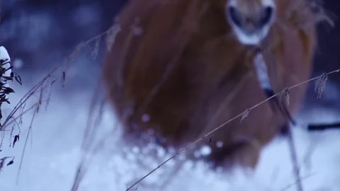 Horse galloping in a winter forest under a snowfall Stock Footage 73670031