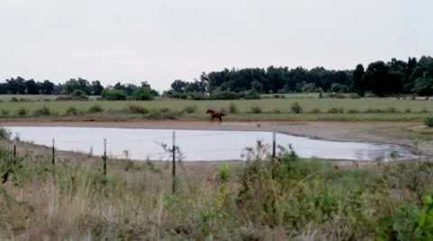 Horse gallop.mp4 Stock Footage 8850055