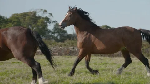 Horse gallops through the field  Stock Footage 123662134