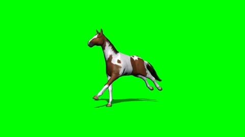 Horse in galop - 2 different views Stock Footage 42356428