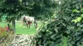 Horse in the garden  4k or 4k+ Resolution