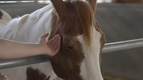 Horse gently petted Stock Footage 268717836