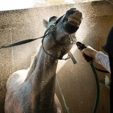 Horse getting a bath Stock Photos