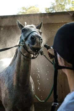 Horse getting a bath Stock Photos