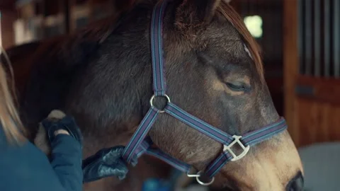 Horse Getting Brushed Stock Footage 151776210