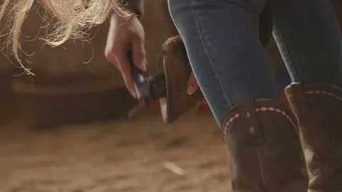 Horse getting her hooves cleaned. Video stock 231333647