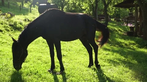 Horse on the glade Stock Footage 76111501