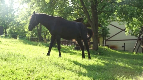 Horse on the glade Stock Footage 76111522