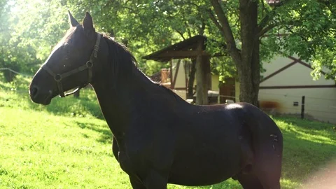 Horse on the glade Stock Footage 76111537