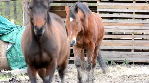 The horse goes face. Stock-Footage 74571364