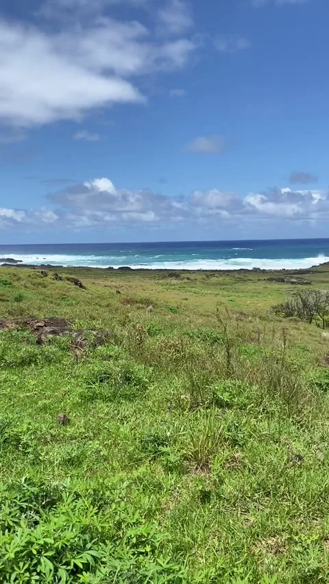 Horse on a grass field in Easter Island 스톡 동영상 342838659