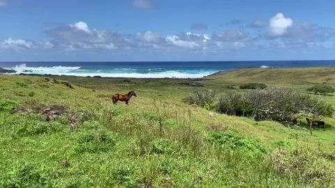Horse on a grass field in Easter Island 動画素材 342838685