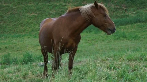 Horse in a Grass Field Stock Footage 76980431