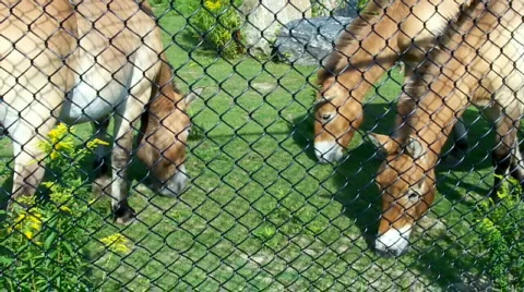 Horse on grass Stock Footage 509183