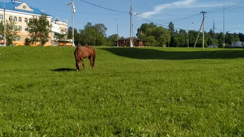 Horse on the grass Stock Footage 133422830