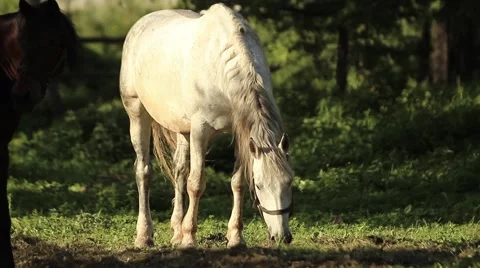 Horse , grass , freedom Vídeo Stock 53886985