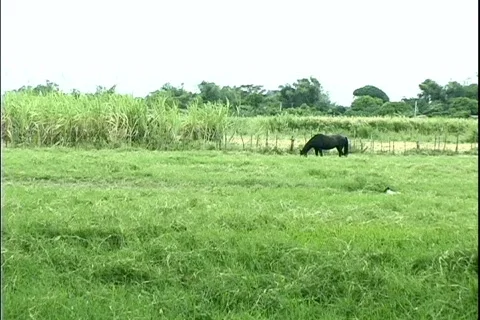 Horse Grassing 動画素材 302664