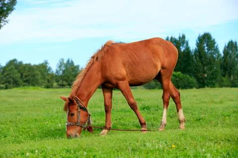 The horse in the grasslands Stock Photos