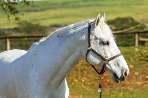 Horse Gray Stock Photos