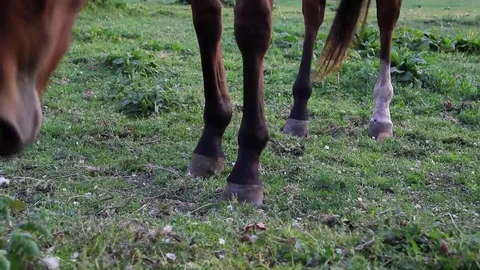 Horse graze on grass Stock-Footage 76430806