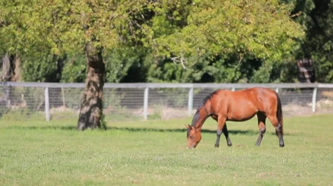 Horse Graze MS Vídeo Stock 7903668