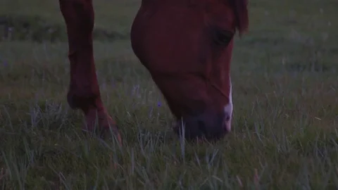 Horse Graze on the steppes Video stock 73005731