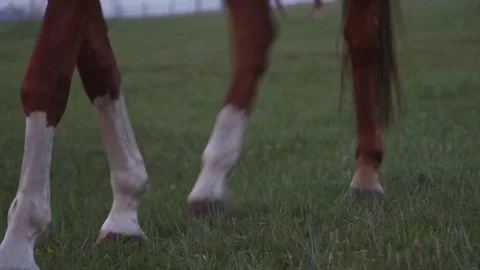 Horse Graze on the steppes Video stock 73005740