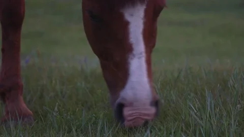 Horse Graze on the steppes Video stock 73005747