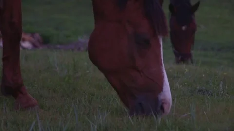 Horse Graze on the steppes Video stock 73005750