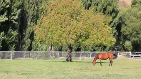 Horse Graze WS Video stock 7904056
