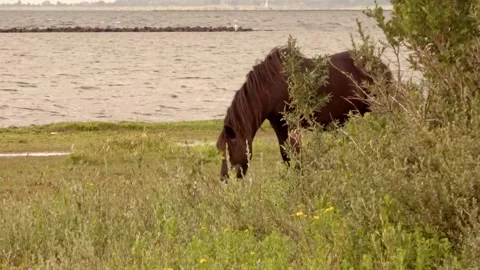 Horse grazes among the vegetation Video stock 252177922