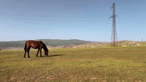 Horse grazes and eats green grass on hill field near electrical tower Stock Footage 290153045