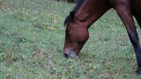 Horse grazes Video stock 11644620