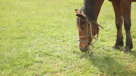 Horse grazes Stock Footage 25478547