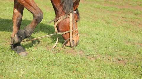 Horse grazes Stock Footage 25478801