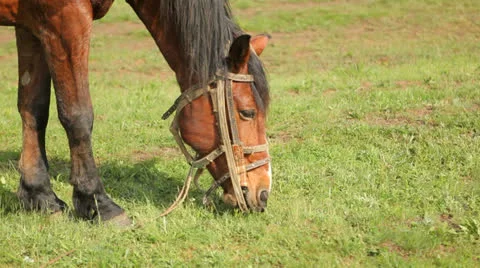 Horse grazes Stock Footage 25478814