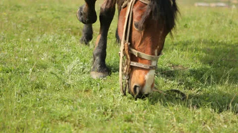 Horse grazes Stock Footage 25478921
