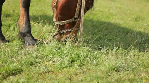 Horse grazes 스톡 동영상 25478947