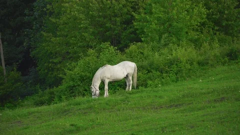 The horse grazes on the lawn Stock Footage 79018992