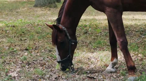 Horse Grazes on The Lawn. He eats grass. Видео 54412637