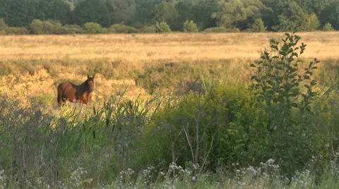 Horse grazes in the meadows Stock Footage 54209599