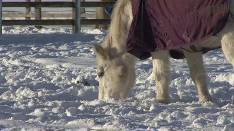 Horse grazes in snow covered paddock. Stock Footage
