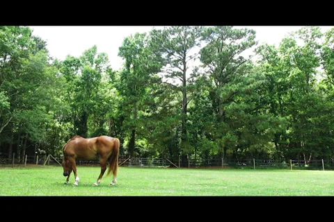 Horse Grazing 01 Stock Footage 39481810