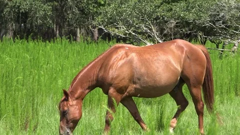 Horse grazing 4K Stock Footage 77011273